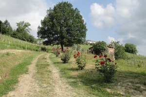 wepiedmont wedding planner locations piemonte colline del monferrato 12